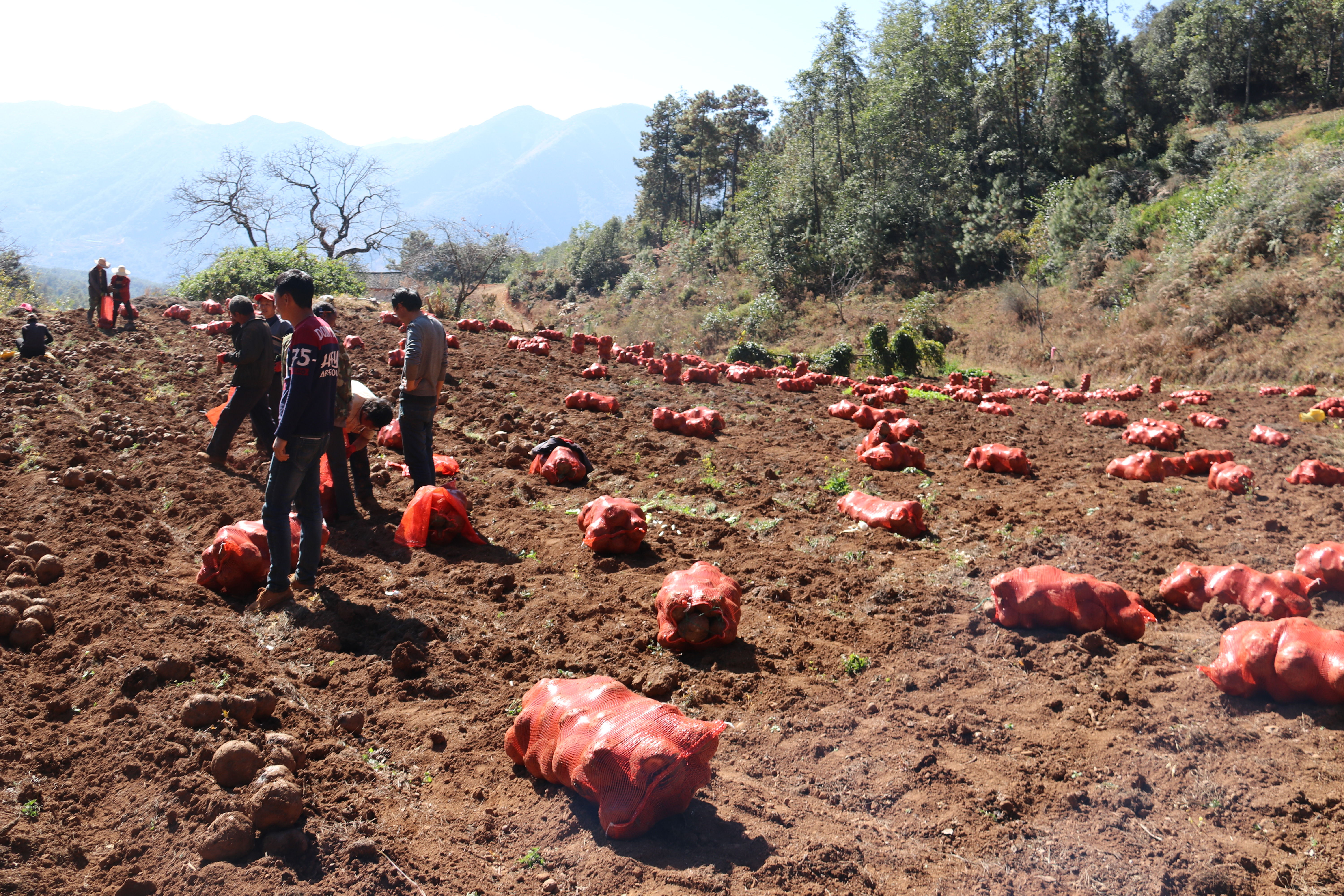 种植魔芋和种植石菖蒲哪个更赚钱,种植一亩魔芋一年能挣多少钱