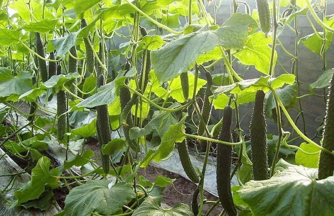 尿酸高痛风忌口的食物一览表,高尿酸痛风患者可以放心吃的食物