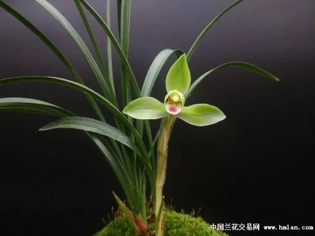 兰花怎么水养才能旺盛,养兰花避免两种水根系健壮花苞大