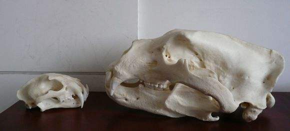 猫起源于中国还是起源于欧洲,猫起源与进化的区别