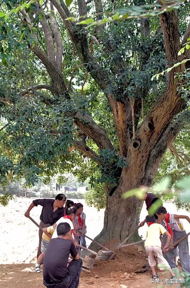 安徽金寨有棵千年“桂花王”，为国内发现最大的桂花树