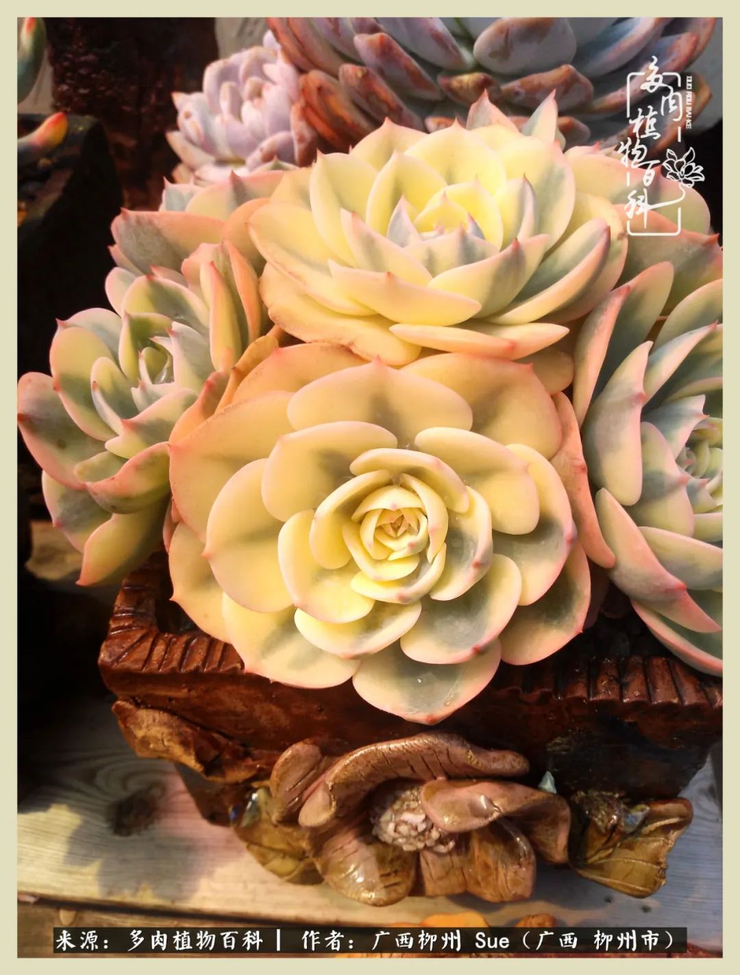 艳阳高照凉爽贵州，我要勤快地捕捉美好！（二）