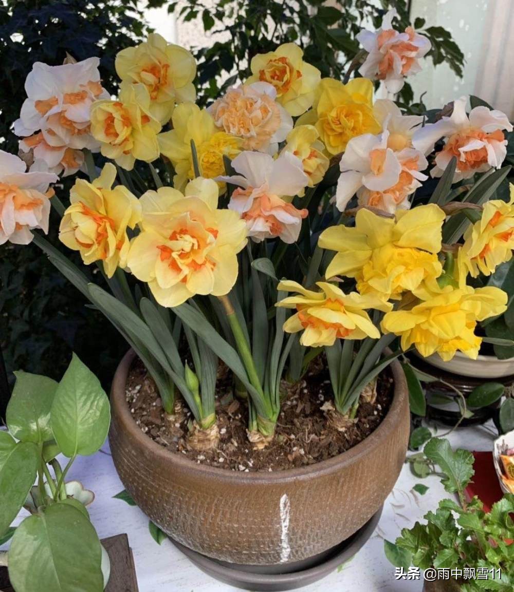 洋水仙没开花第二年能开花吗,洋水仙栽种多长时间可以开花