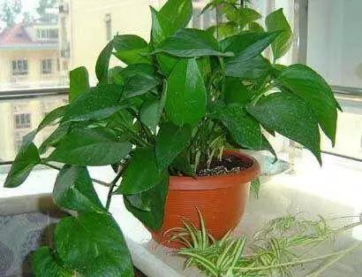 绿萝冬天蔫了软趴趴的怎么回事,绿萝冬天放在泡沫箱里能过冬吗