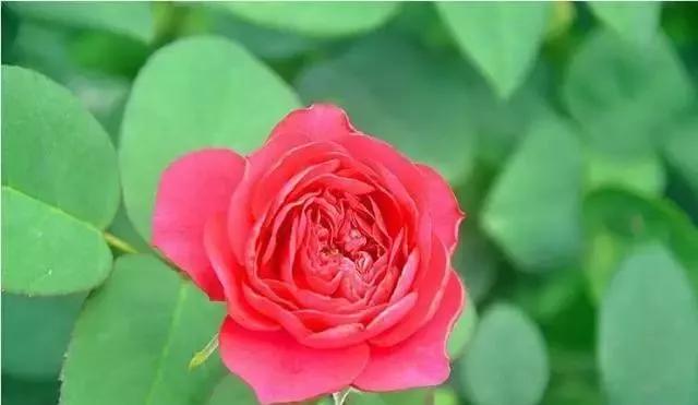 101种玫瑰品种科普你都认识吗,100种玫瑰品种科普你都认识吗