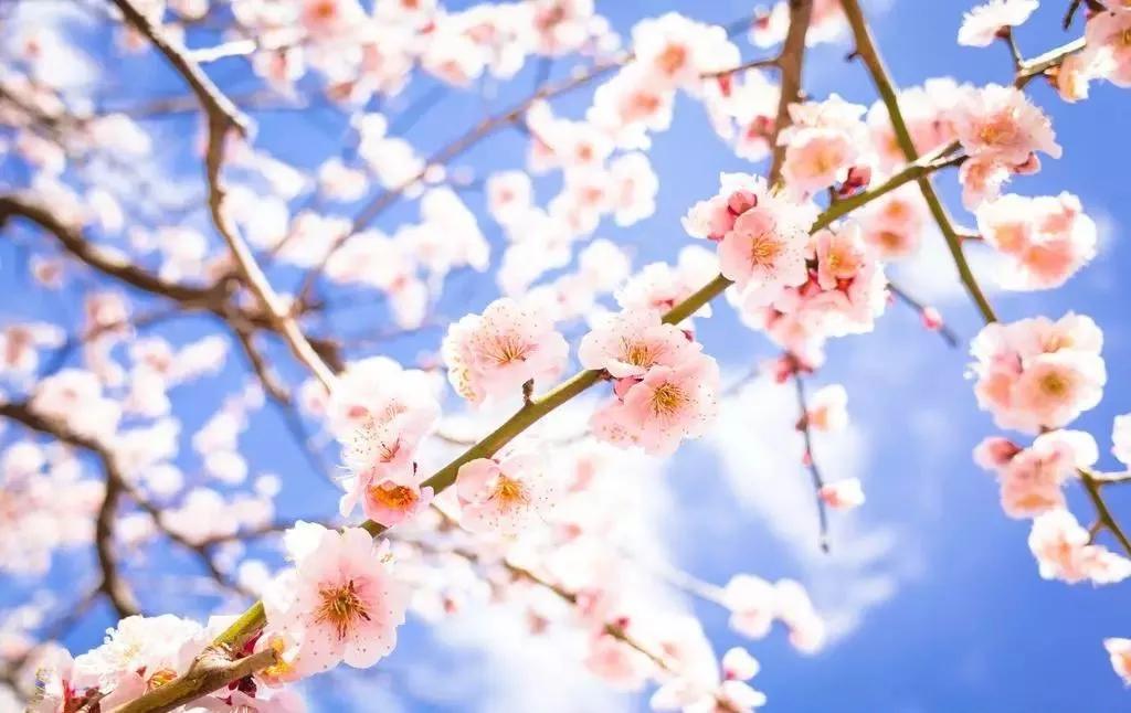 世界各国国花有哪些,各国的市花和国花有什么