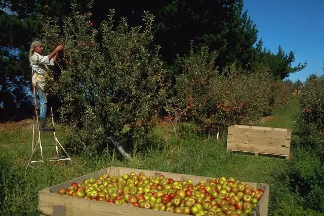 新西兰利于发展什么农业,新西兰农业发展状况