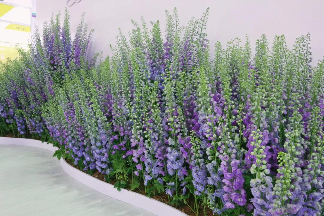 花展的意义,花展布展情况介绍