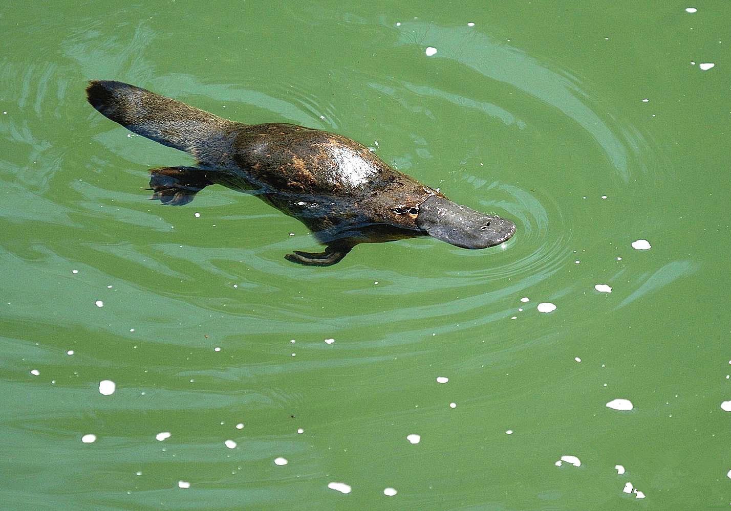 鸭嘴兽的秘密武器图片,鸭嘴兽有毒刺吗