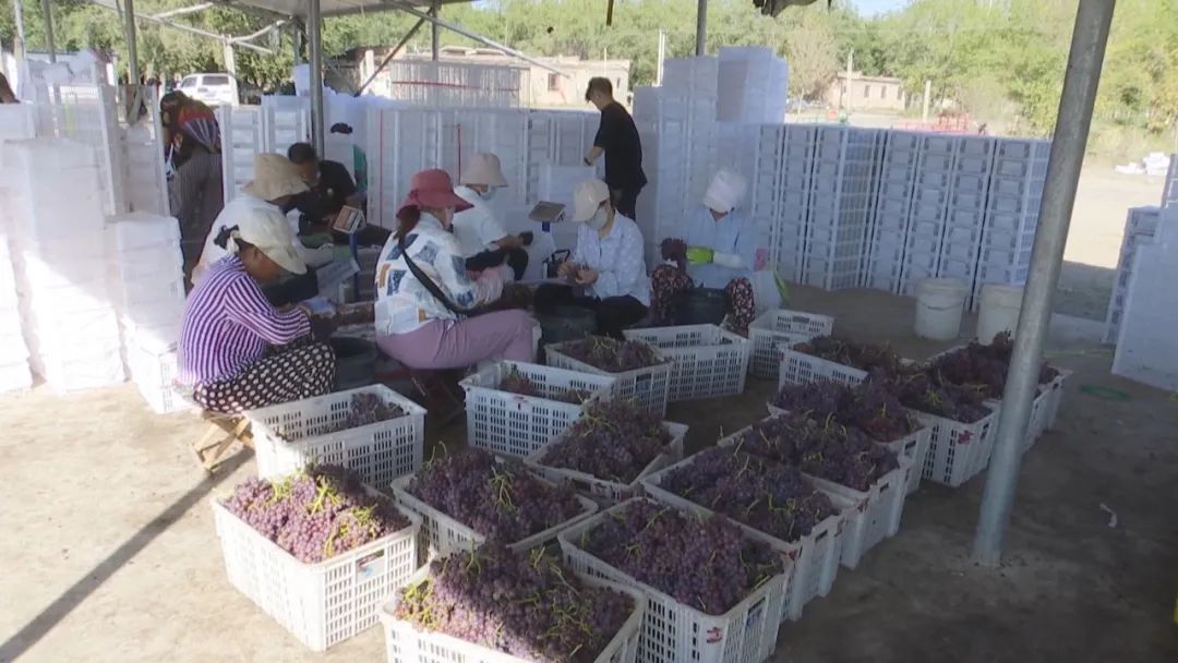 凤凰桥树莓采摘,春天到树莓采摘