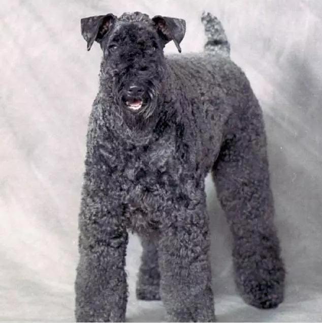 45种狗狗,45种狗类