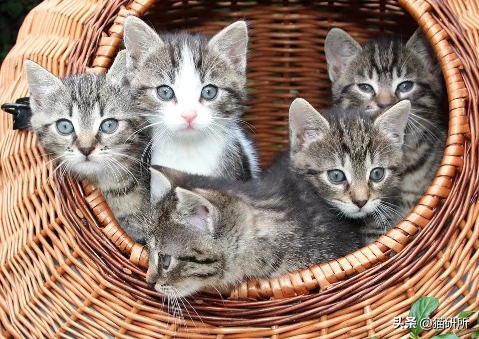 猫癣不好上药,猫癣一直不好越来越多