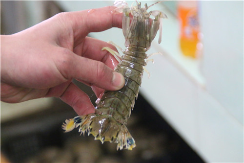 10大谣言海鲜,官方回应海鲜事件是真的吗