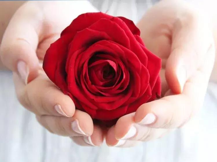 玫瑰大全｜说到玫瑰只能想到红玫瑰的，建议你好看看本文！