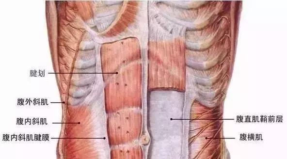 做平板支撑要坚持几分钟,平板支撑小学生坚持几分钟最好