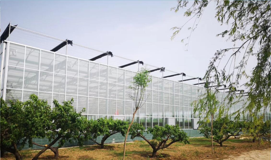 一亩温室大棚大概价格,塑料大棚日光温室连栋温室造价