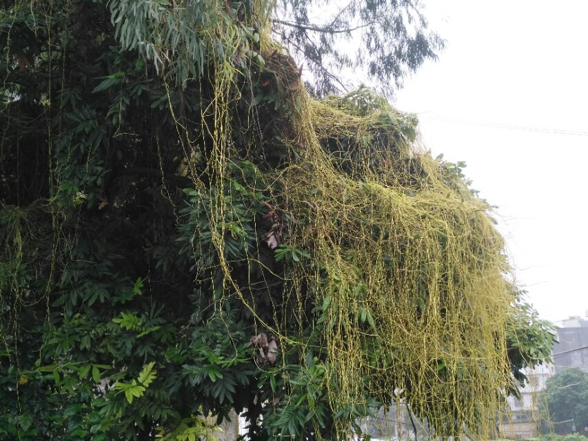 菟丝子传说故事,菟丝子的典故是什么