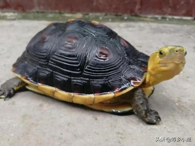 养龟最简单不费钱的方法,养龟需要具备什么样的条件
