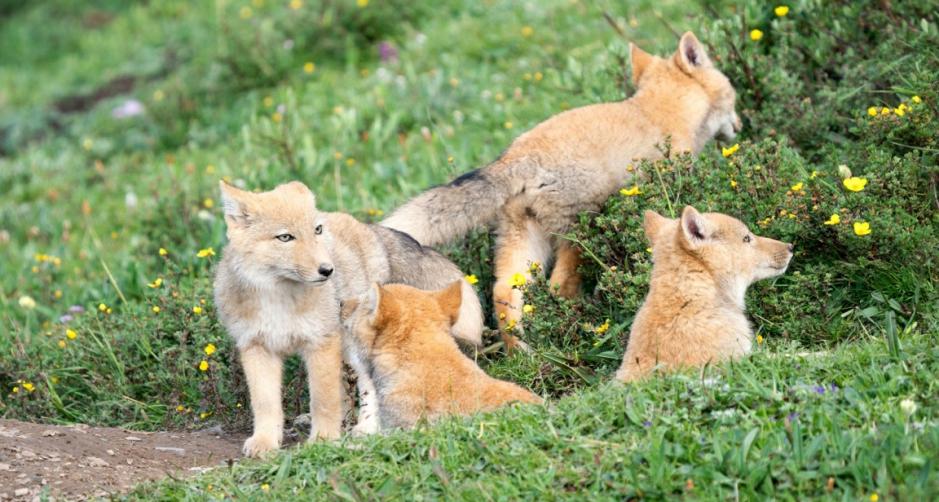 他叫辛巴，不是狮子王，8岁穿越12国：最好的教育，永远在路上