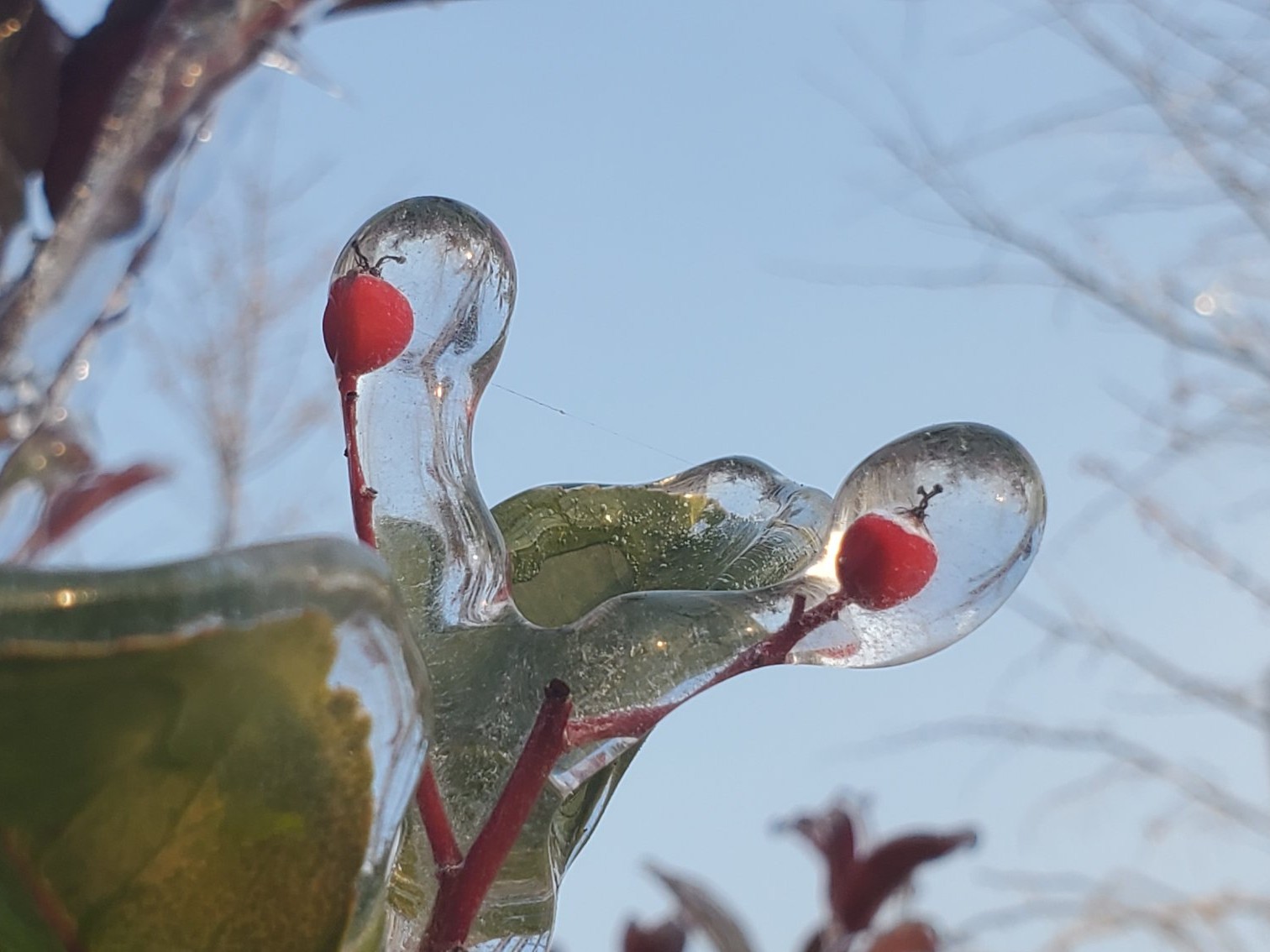 冰封女贞子：琥珀凝固的美，刹那还是永恒