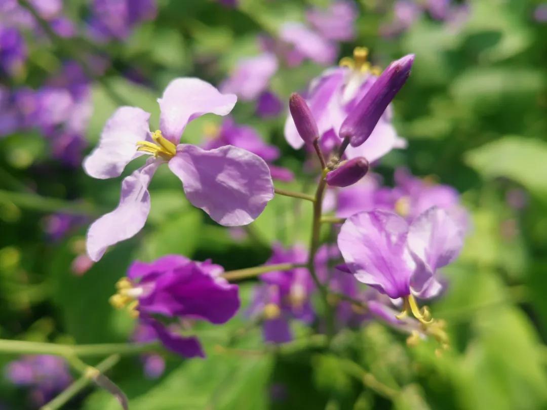 沈阳二月兰花海花期,沈阳二月兰花哪里最多