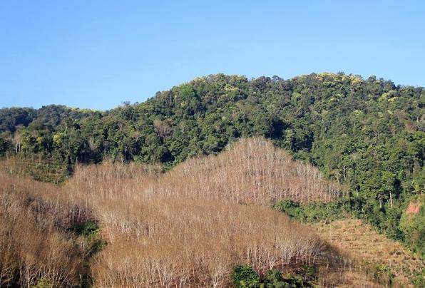 西双版纳热带雨林就是原始森林吗,西双版纳离城区近的原始沟谷雨林