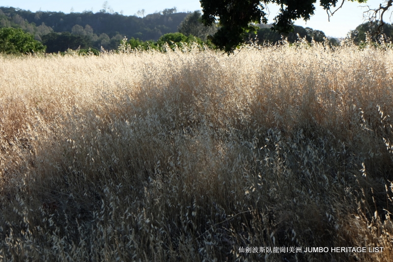 第3045回：人生一世草生一春，来如风雨去似微尘