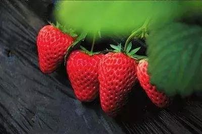 双流空港秘密花园,双流不要门票的公园