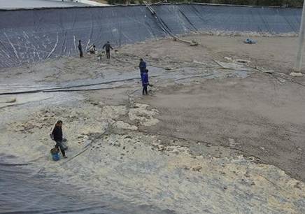 南美白对虾高致病性弧菌怎么清塘,南美白对虾感染肝肠孢虫如何清塘