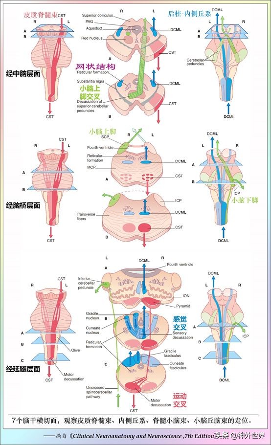 中脑和脑干的解剖,解剖神经系统脑干