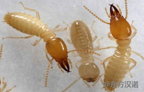 白蚁防治宝,防治白蚁药