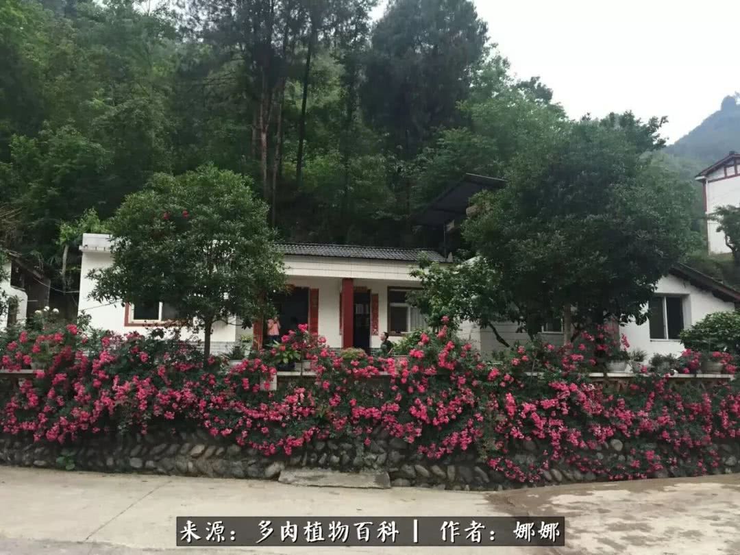 篱笆花开情常在，守你一生不变！