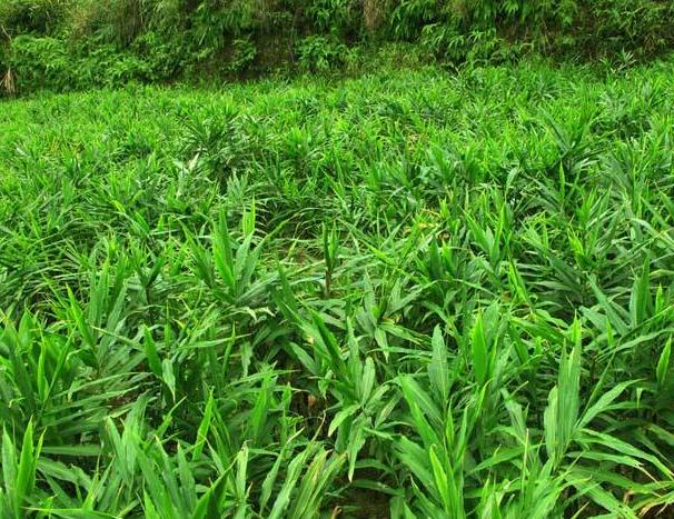 生姜新品种及种植技术有哪些,生姜种植技术生姜采收保存技术