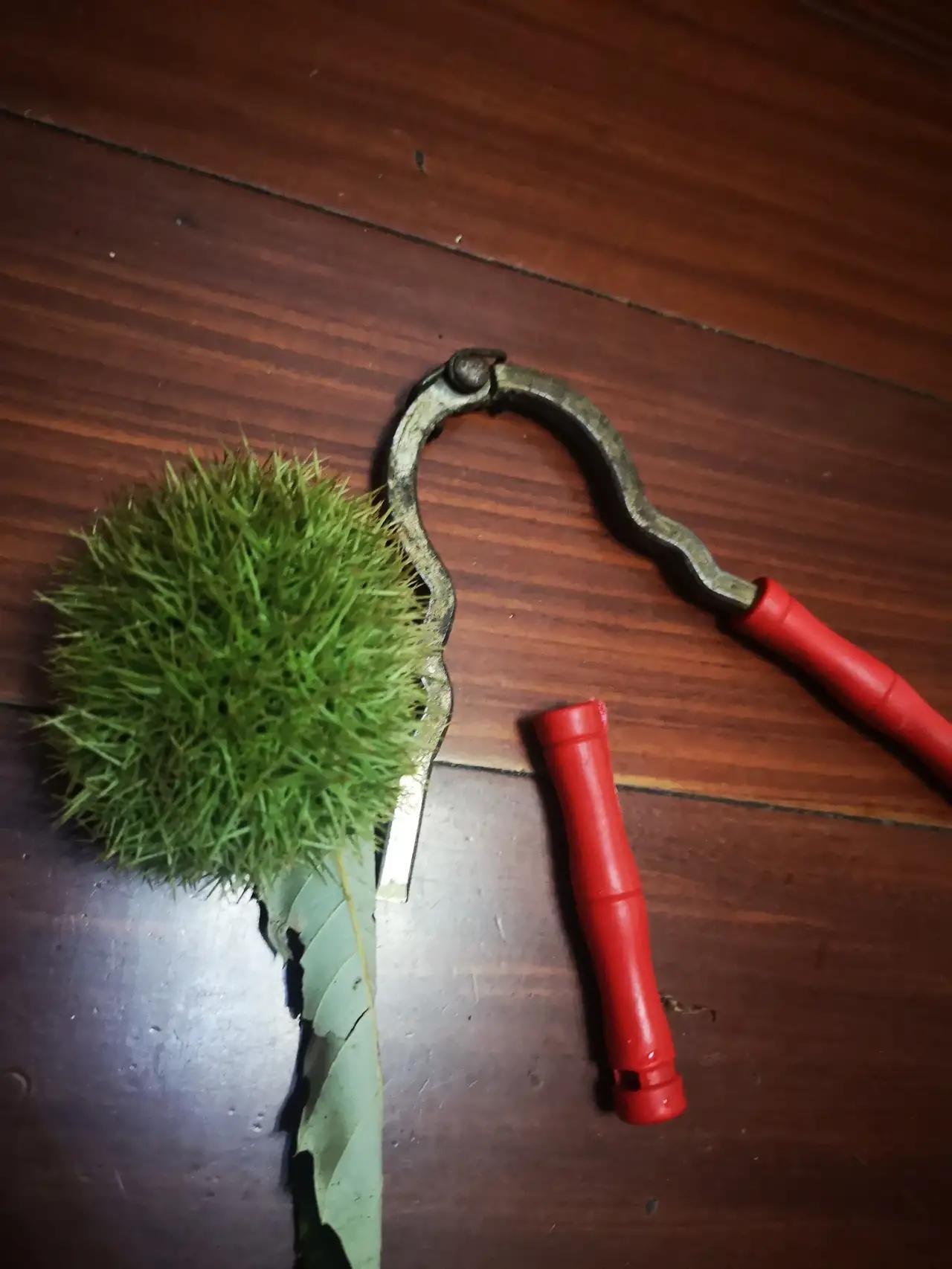 秋天的毛栗子智斗核桃夹子