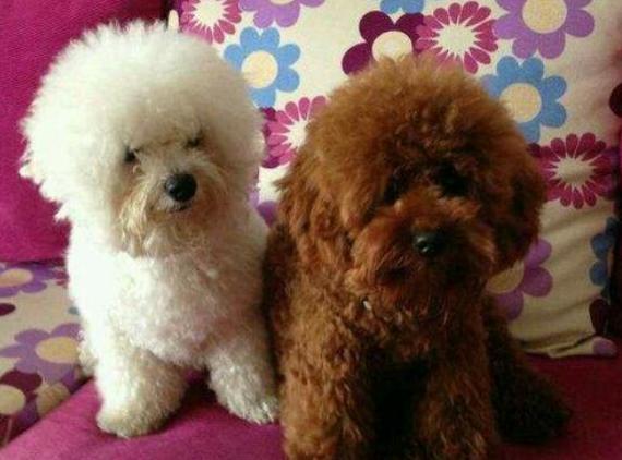 泰迪犬好养还是比熊犬好养,泰迪犬和比熊犬哪个好养