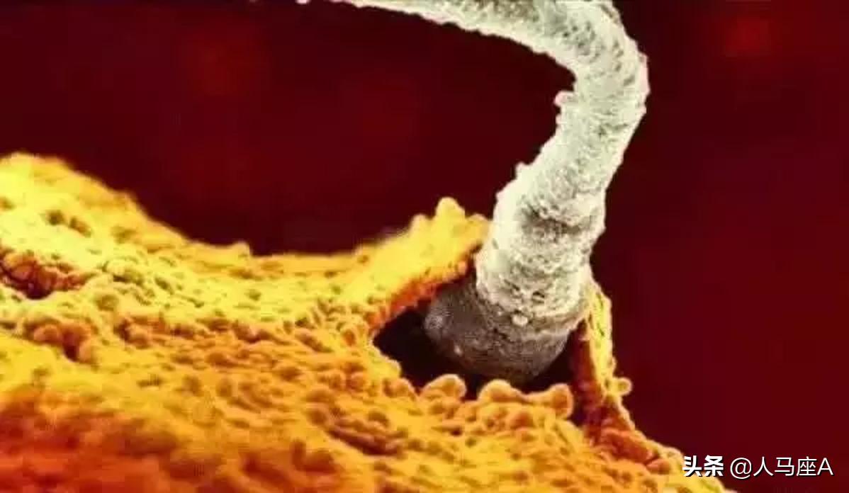 德国发明煮蛋避孕,新发明男性避孕药