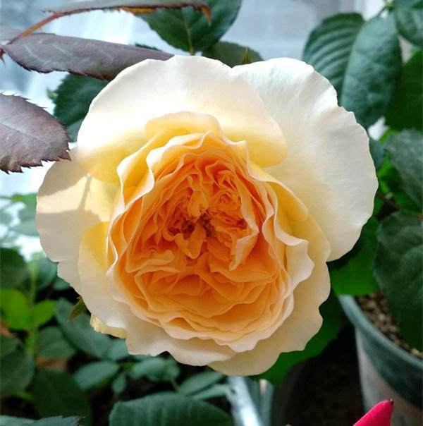 99棵月季,最值得入手的玫瑰月季