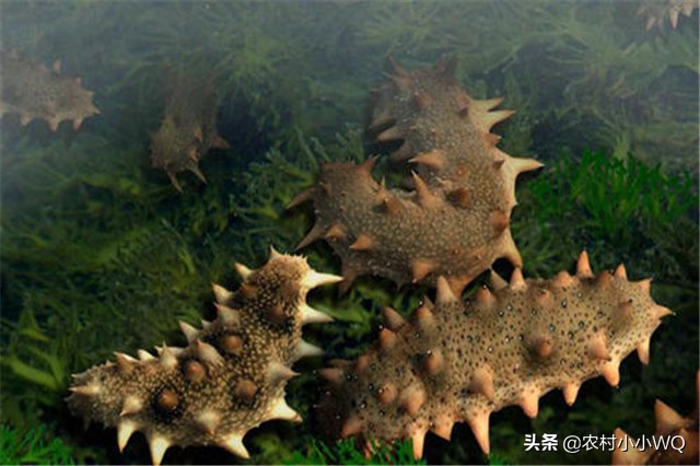 福建吊笼海参养殖技术,海参养殖技术视频全集