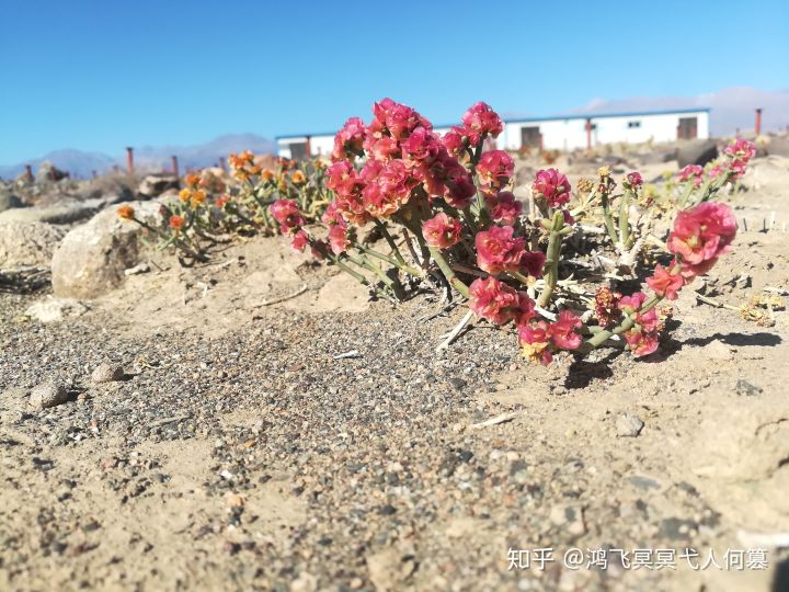 哈密戈壁之花图片,戈壁之花
