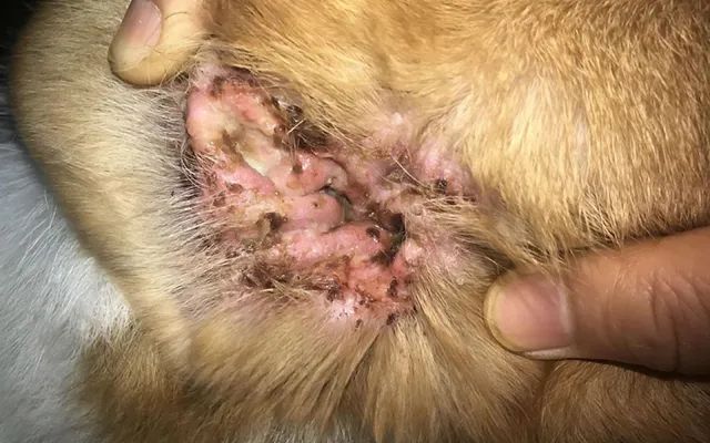 又一只狗被棉签掏聋：主人处理的方法，比耳螨更可怕