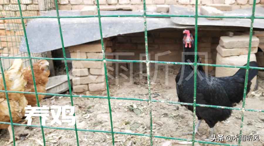 从红极一时到销声匿迹，包山头林地养鸡失败，4点没做好惹的祸？