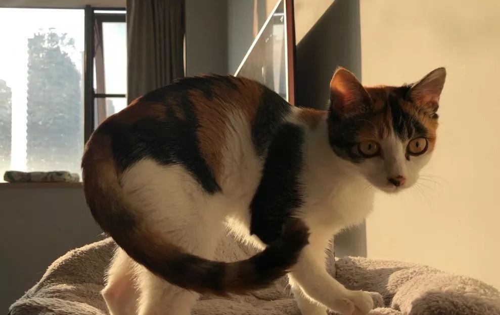 绝育针对狗有危害吗,绝育对猫猫残忍吗