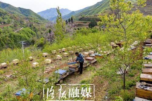 嵩县三合村：脱贫户“铁拐张”的生活“甜蜜蜜”