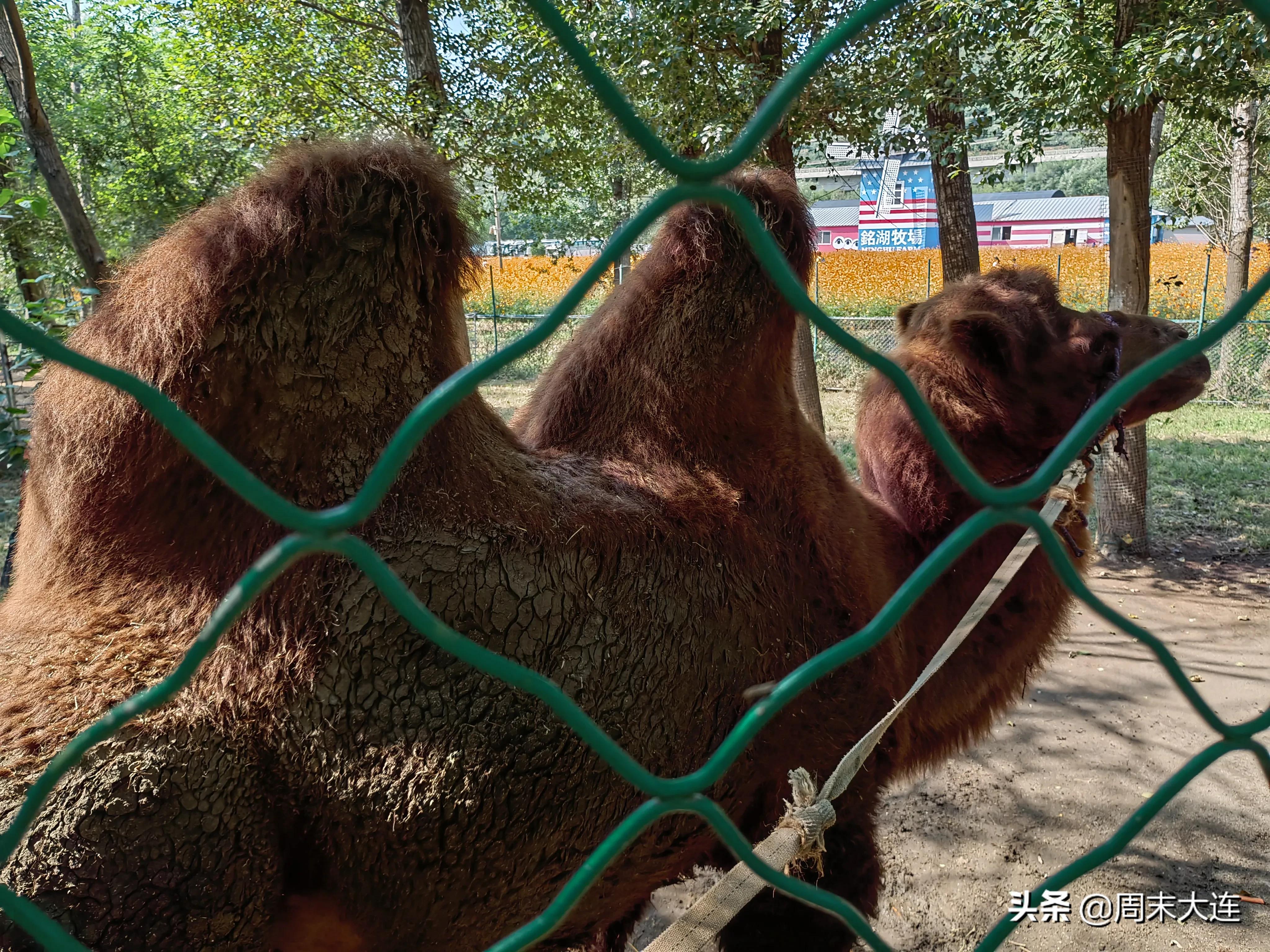 铭湖牧场是哪,铭湖牧场简介