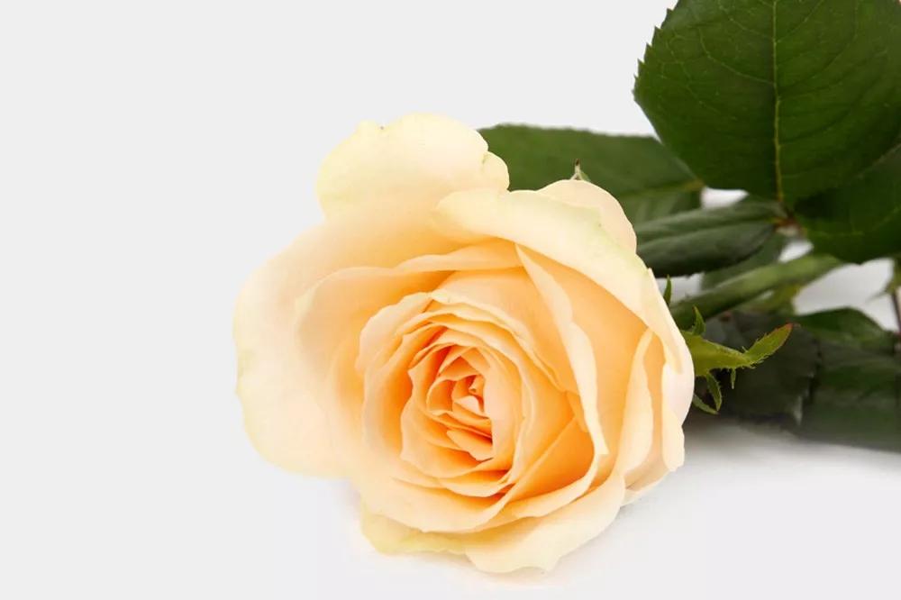 花店必备的5款玫瑰,花店常用的10款玫瑰花是哪些品种