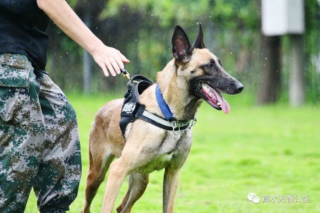 我是一条警犬，我的名字叫马六