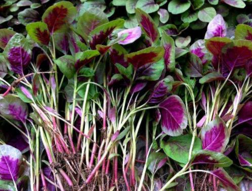 野菜苦苣菜的功效与禁忌,苦苣菜野菜