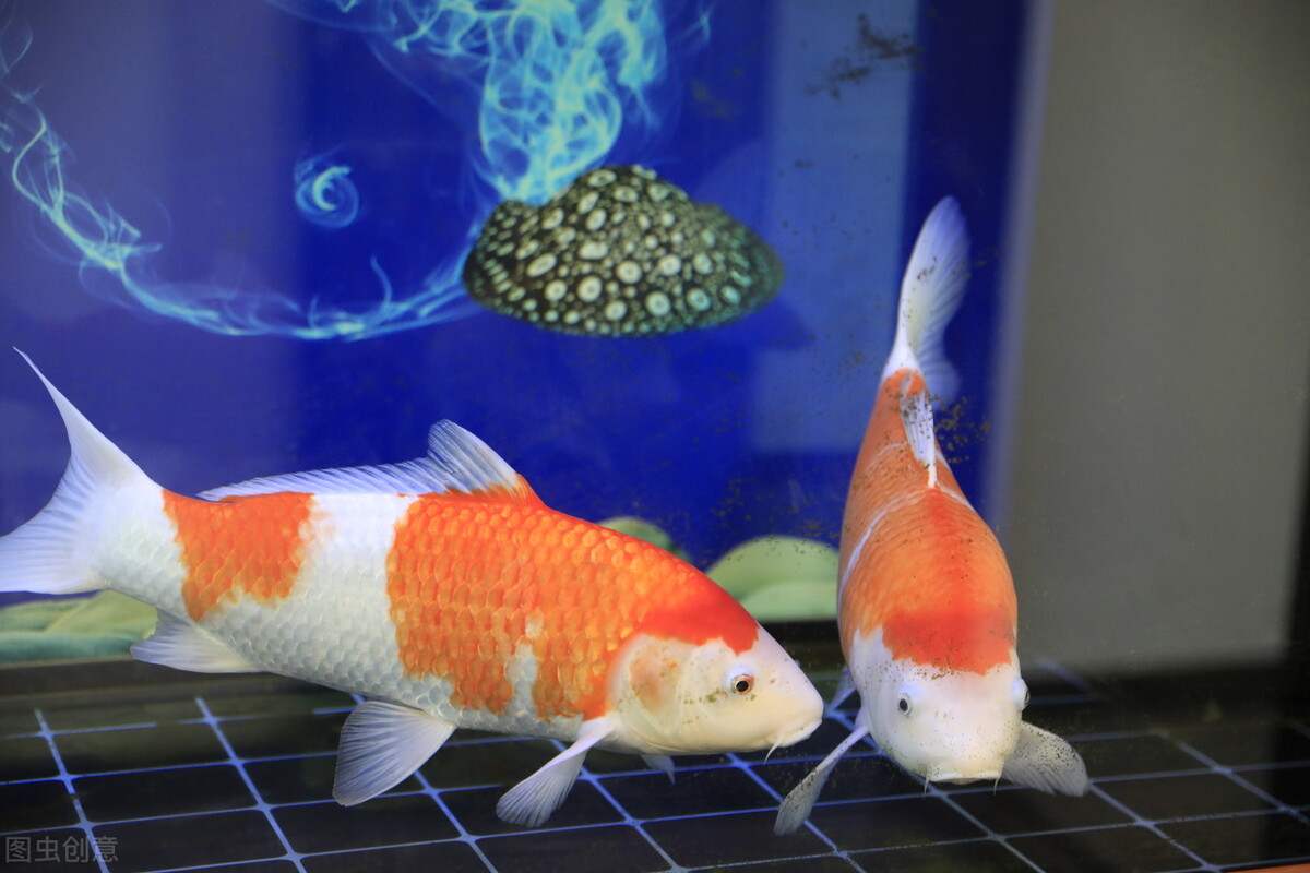 小金鱼几天喂一次食最合适,小金鱼几天喂一次食合适