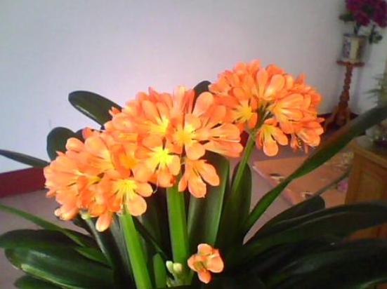 君子兰开花掌握4个“要点”，不出一月长花苞，花大色艳花期长