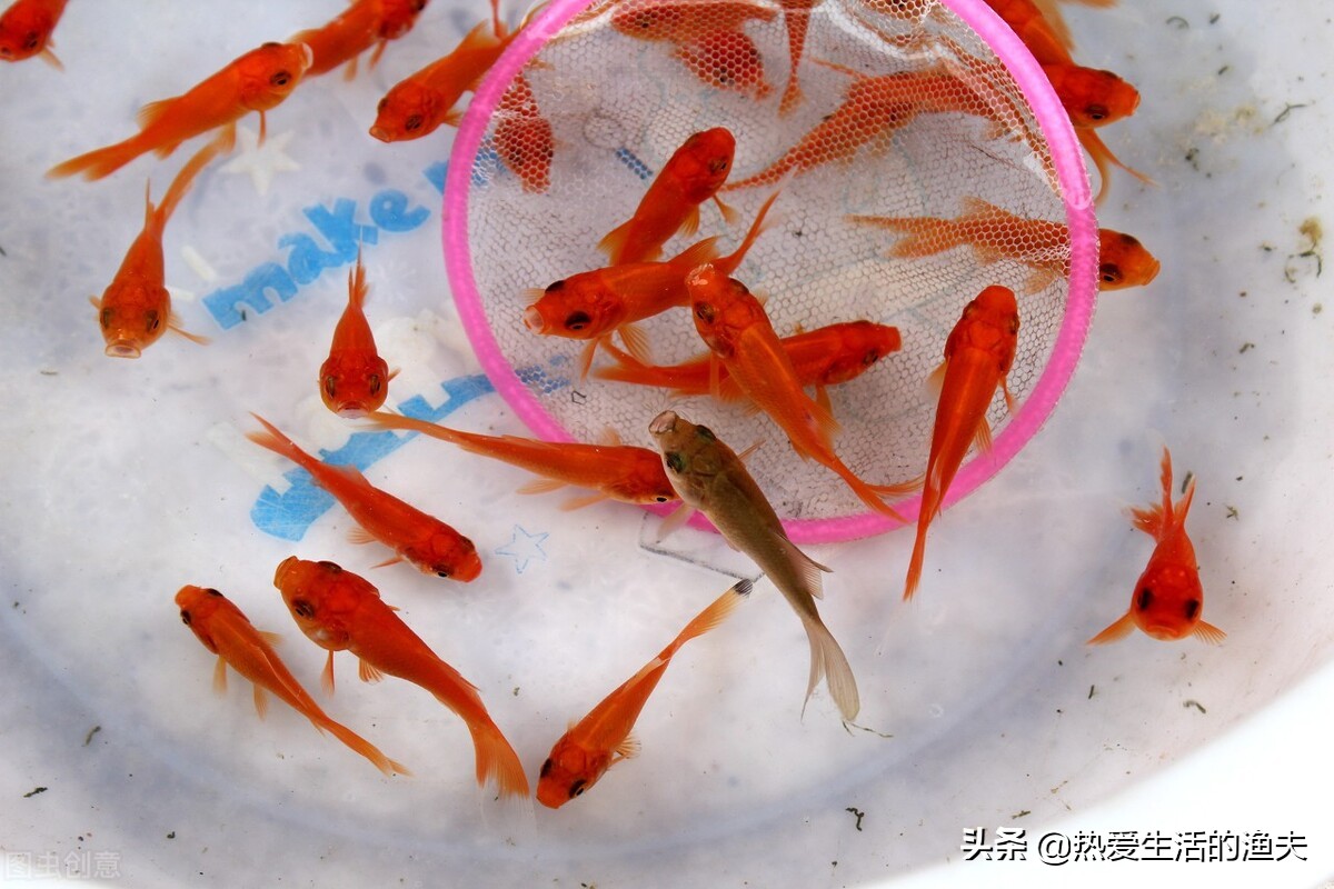 刚孵化出来的金鱼苗多久能喂食,金鱼鱼苗养几个月才能开过滤